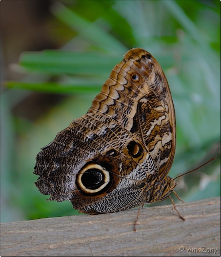 vlinder,uilenvlinder,Berkenhof,vlindertuin